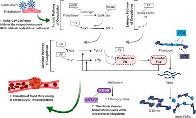 Prognostic Genetic Markers for Thrombosis in COVID-19 Patients: A Focused Analysis on D-Dimer, Homocysteine and Thromboembolism